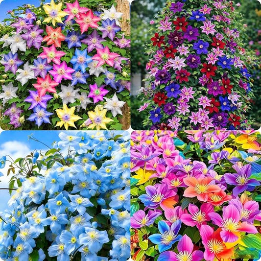 48+ Clematis Climbing Flower Seeds, Heirloom Perennial Vine for Trellis & Arbor, Butterfly & Pollinator Friendly, Ornamental Garden