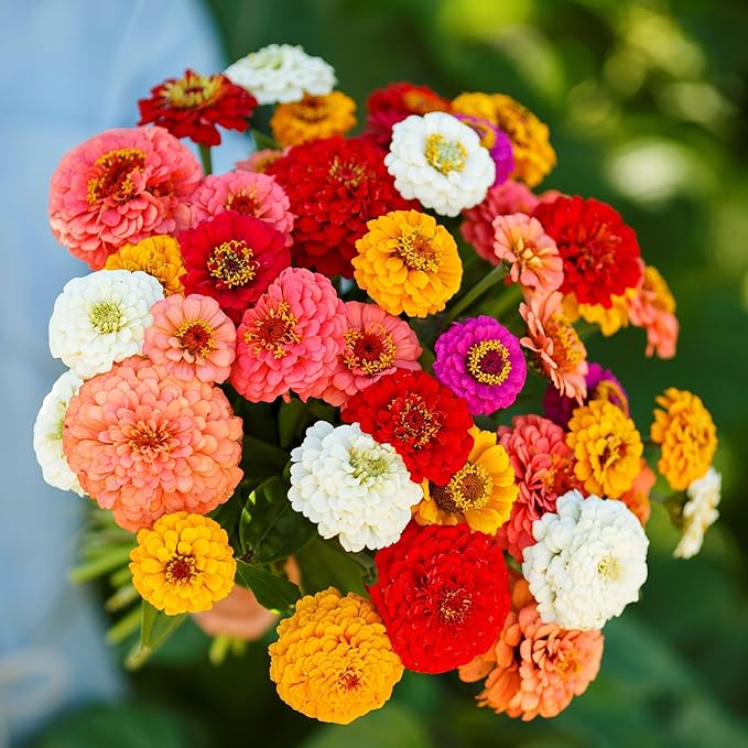 Eden Brothers Zinnia Seeds - Pumila/Cut & Come Again Mix, Non-GMO Seeds for Planting, Packet | Low-Maintenance Flower Seeds, Plant During Spring, Zones 3, 4, 5, 6, 7, 8, 9, 10