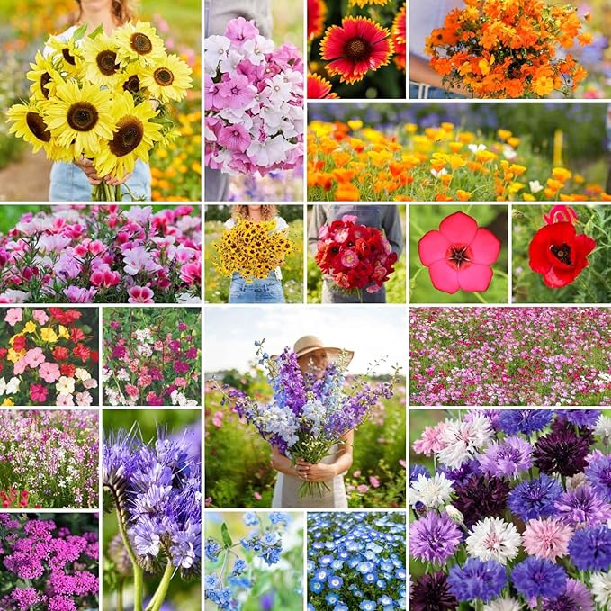 Eden Brothers All Annual Wildflower Mixed Seeds for Planting, 1 oz, Seeds with Sunflower, Indian Blanket, Scarlet Flax | Attracts Pollinators, Plant in Spring, Zones 3, 4, 5, 6, 7, 8, 9, 10