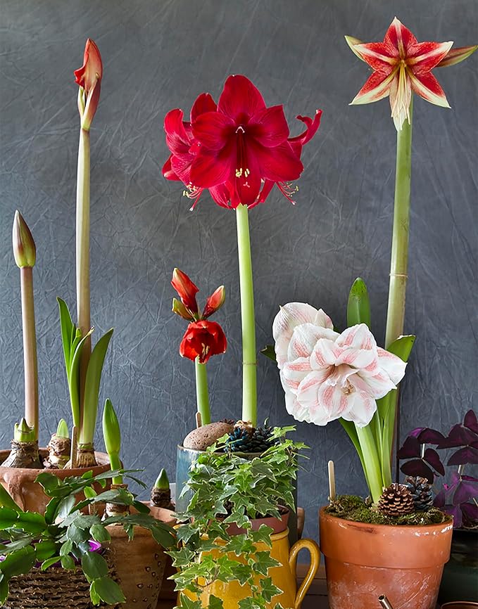 Amadeus Amaryllis Picotee – 28-30 cm Bulb – Elegant White Amaryllis with Picotee Edges – Ideal for Indoor & Outdoor Planting – Stunning Seasonal Blooms
