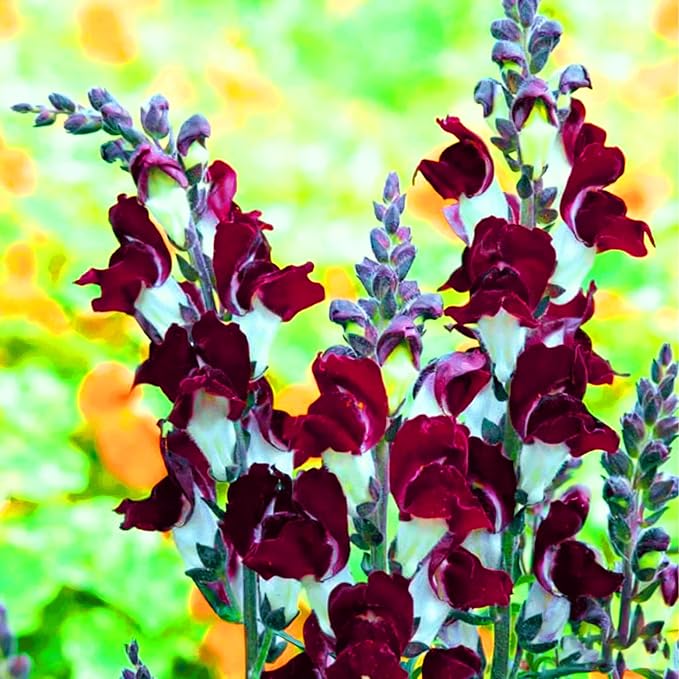 Mix Snapdragon Seeds for Planting, 200+pcs Rare Midnight Snapdragon Perennial Flower Seeds Plants, Non-GMO Heirloom Beauty Hummingbird Pollinate Flowers for Home Garden Outdoors