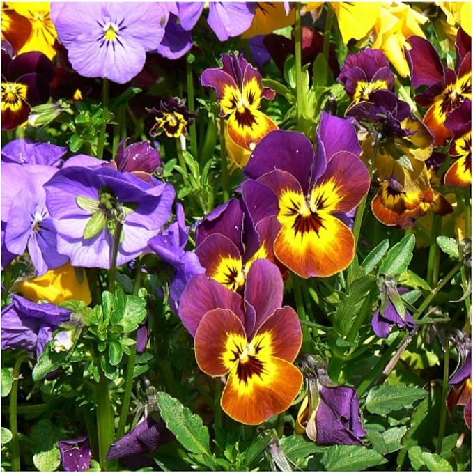 Seed Needs Viola Seeds for Planting Bambini Violas - Heirloom & Open Pollinated Annual Flowers to Plant and Grow an Outdoor Wildflower Butterfly Garden to Attract Pollinators (5 Packs)