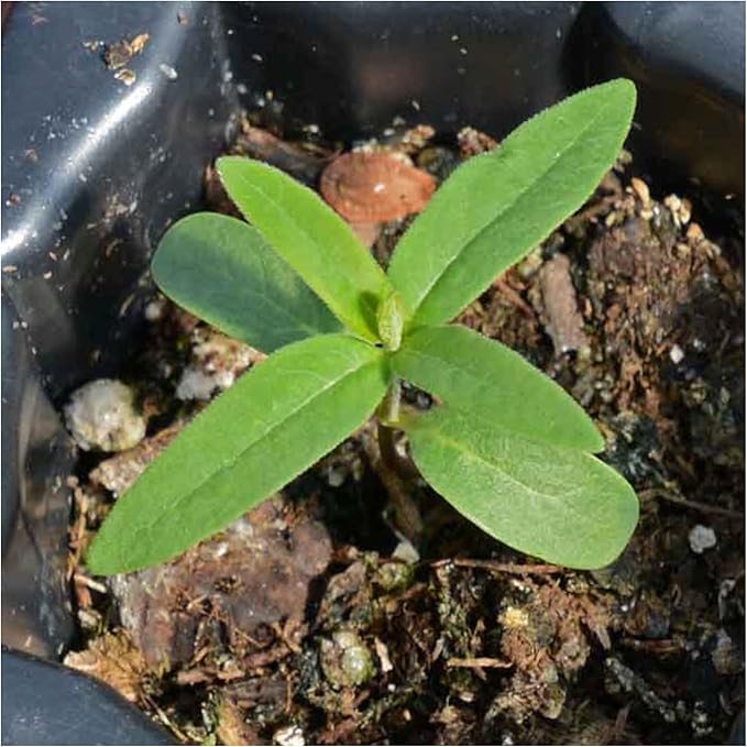 Seed Needs Milkweed Seeds for Planting Common Pink/Swamp White Asclepias Flowers - Heirloom Wildflowers to Attract Monarch Butterflies to a Butterfly Garden (2 Pack Duo)
