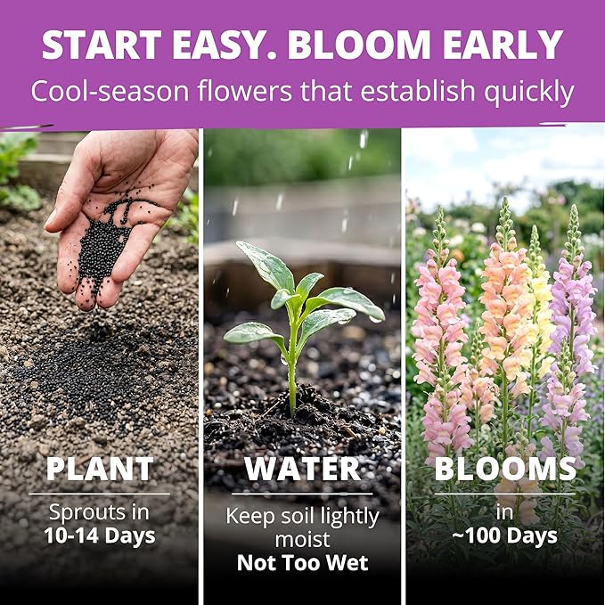HOME GROWN Northern Lights Snapdragon Seeds (~6,000) – Lavender, Pink, Peach & Yellow Pastel Mix Flower Seeds, Cool Season Cut Flowers, Heirloom Non-GMO Antirrhinum majus for Beds, Borders & Bouquets