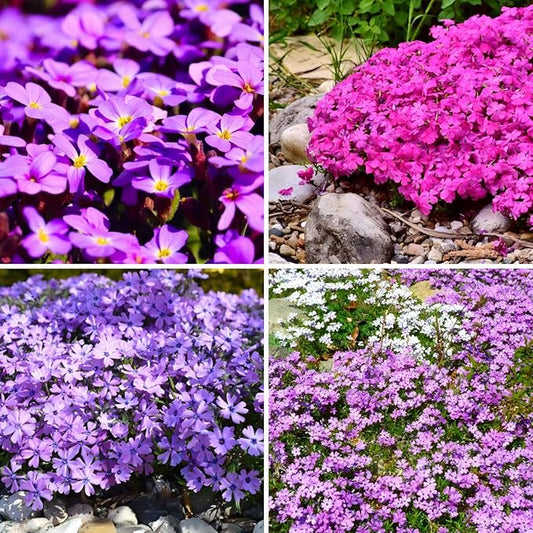 CarpetC 1000+ Creeping Phlox Seeds for Planting, Ground Cover Purple Flowers Star-Shaped Blooms, Phlox subulata Non-GMO Heirloom for Garden Borders Home Containers