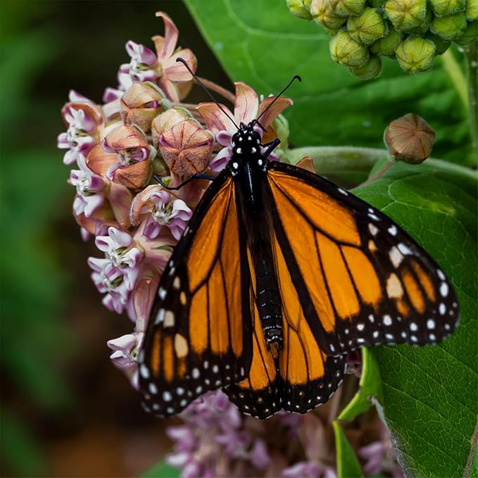 Seed Needs Milkweed Seeds for Planting Common Pink/Swamp White Asclepias Flowers - Heirloom Wildflowers to Attract Monarch Butterflies to a Butterfly Garden (2 Pack Duo)
