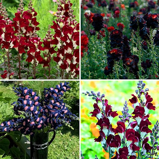 Mix Snapdragon Seeds for Planting, 200+pcs Rare Midnight Snapdragon Perennial Flower Seeds Plants, Non-GMO Heirloom Beauty Hummingbird Pollinate Flowers for Home Garden Outdoors