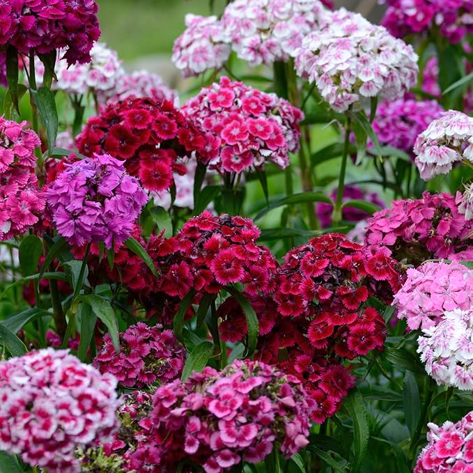 Seed Needs Sweet William Seeds for Planting Dianthus Flowers - Heirloom & Open Pollinated Annual Wildflower Seed Mix to Attract Butterflies, Bees & Other Pollinators to a Butterfly Garden (XL Pack)