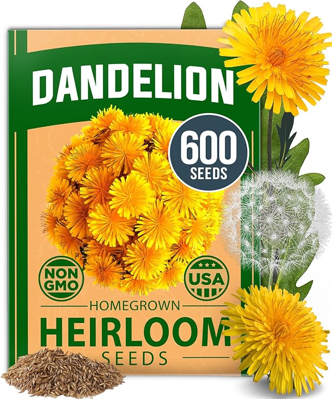 HOME GROWN Dandelion Seeds for Planting 600 Heirloom Medicinal Herb Seeds Non GMO Grow Edible Leaves and Flowers for Remedies or Wildlife (Taraxacum officinale)