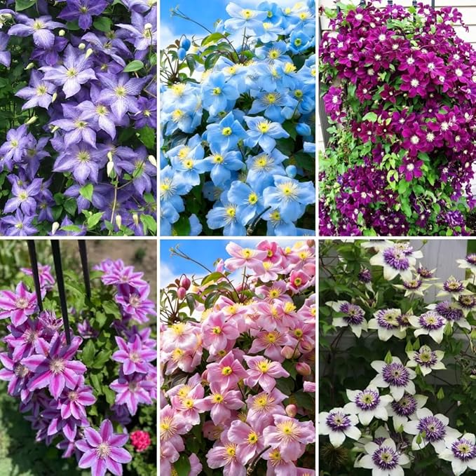48+ Clematis Climbing Flower Seeds, Heirloom Perennial Vine for Trellis & Arbor, Butterfly & Pollinator Friendly, Ornamental Garden