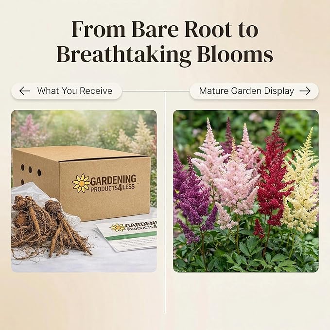 Giant Plume Assorted Astilbe Flowers - 3, 6, or 9 Bulbs -Attracts Butterflies, Bees & Hummingbirds - Great Gardening Gift (6 Bulbs)