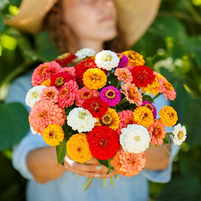 Eden Brothers Zinnia Seeds - Pumila/Cut & Come Again Mix, Non-GMO Seeds for Planting, Packet | Low-Maintenance Flower Seeds, Plant During Spring, Zones 3, 4, 5, 6, 7, 8, 9, 10