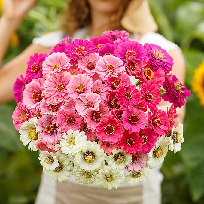 Eden Brothers Zinnia Seeds - Show Stopper Mix, Non-GMO Seeds for Planting, 1/4 lb | Low-Maintenance Flower Seeds, Plant During Spring, Zones 3, 4, 5, 6, 7, 8, 9, 10