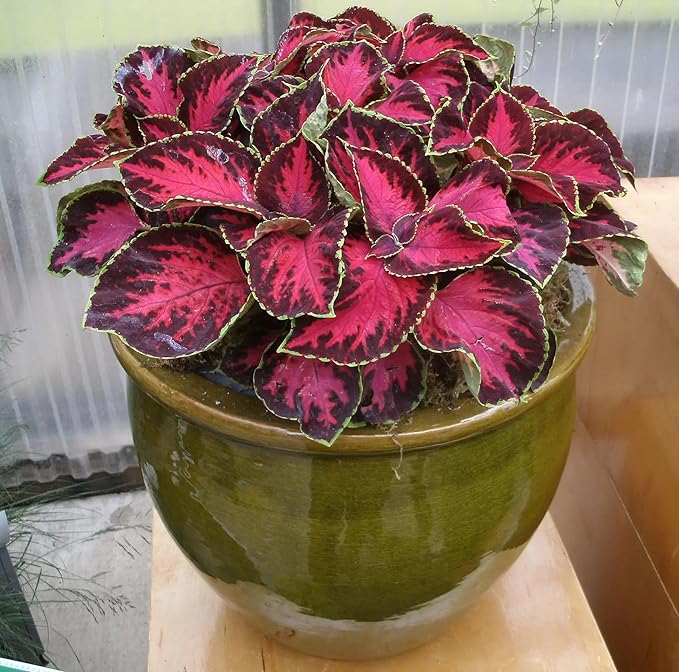 Park Seed Premium Sun Chocolate Covered Cherry Coleus Seeds – Grow Your Own Compact Indoor or Outdoor Plants, Shade-Tolerant Annual, Richly Colored Foliage for Containers and Beds, Pack of 100