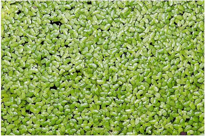 1000+ Live Duckweed Plants Lemna Minor Floating Aquarium & Pond Plant for Natural Water Gardens Fish Shrimp Betta Tanks Natural Fry Cover Fast Growing Floating Plant by Awesome Aquatic
