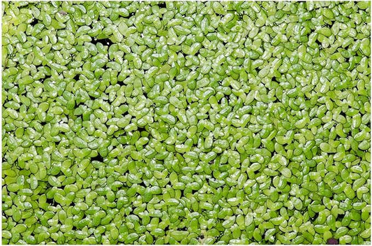 1000+ Live Duckweed Plants Lemna Minor Floating Aquarium & Pond Plant for Natural Water Gardens Fish Shrimp Betta Tanks Natural Fry Cover Fast Growing Floating Plant by Awesome Aquatic