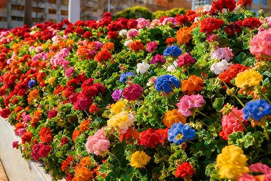 Mix Geranium Seeds for Planting, 49pcs Rare Perennial Butterfly Geranium Flower Seeds Plants, Non-GMO Heirloom Rare Beauty Blooms Flowers Plants for Home Garden Outdoors Indoors