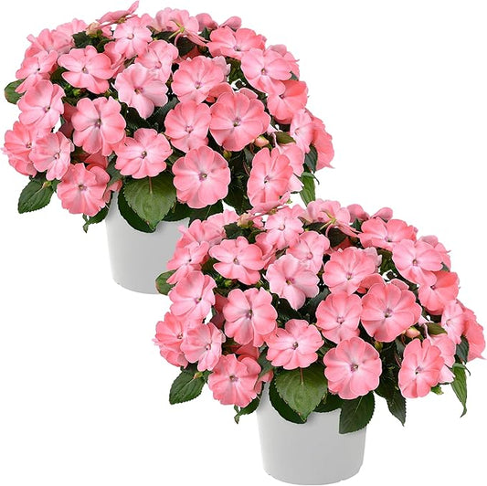 Live Flowering New Guinea Impatiens - Salmon (2 Plants Per Pack), Beautiful Shade Flowers, 12" Tall by 5" Wide in 1 Qt Pot