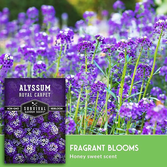 Alyssum Seeds for Planting - Sweet Royal Carpet Purple Variety - Fragrant Perennial Flower & Ground Cover - Heirloom Non-GMO - Survival Garden Seeds (1 Pack)