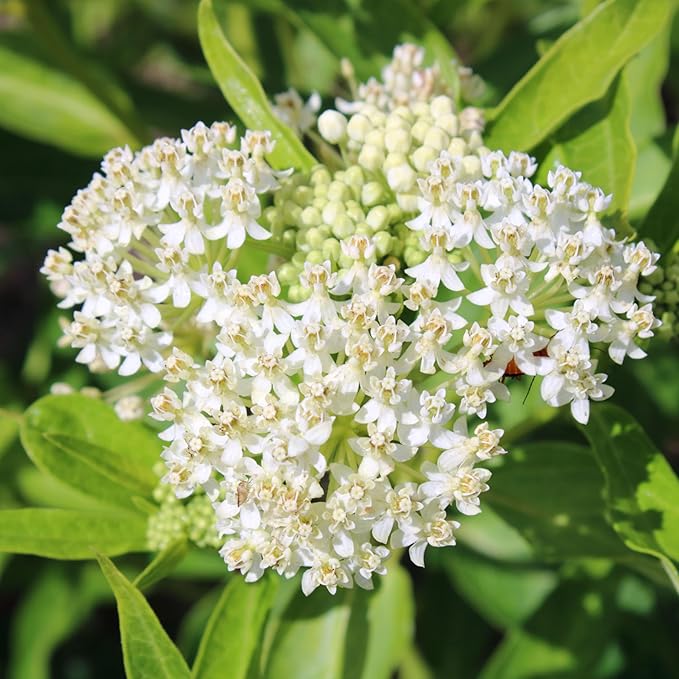 Seed Needs Milkweed Seeds for Planting Common Pink/Swamp White Asclepias Flowers - Heirloom Wildflowers to Attract Monarch Butterflies to a Butterfly Garden (2 Pack Duo)
