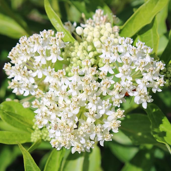 Seed Needs Milkweed Seeds for Planting Butterfly Orange/Swamp White Asclepias Flowers - Heirloom Wildflowers to Attract Monarch Butterflies to a Butterfly Garden (2 Pack Duo)