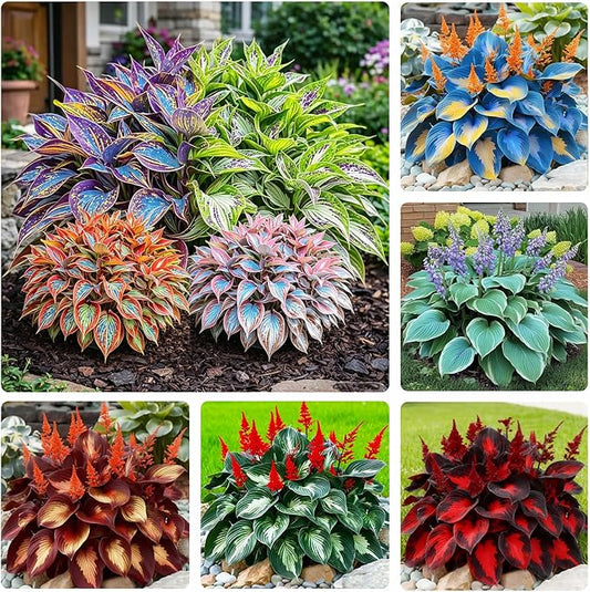 170+ Mix Hosta Seeds for Planting - Perennial Shade Garden Plant Seeds