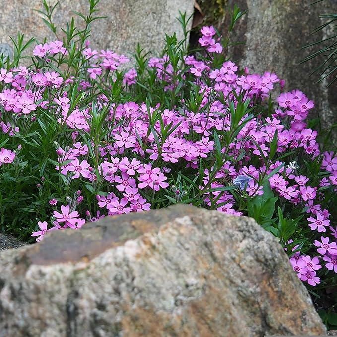 CarpetC 1000+ Creeping Phlox Seeds for Planting, Ground Cover Purple Flowers Star-Shaped Blooms, Phlox subulata Non-GMO Heirloom for Garden Borders Home Containers