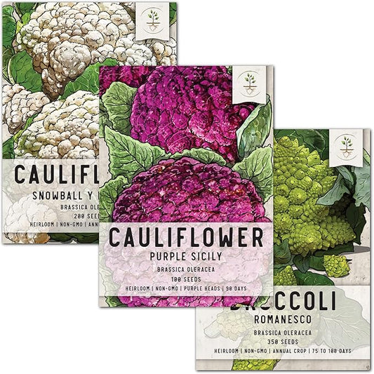 Seed Needs, Cauliflower Seed Packet Collection (3 Varieties of Heirloom Vegetable Seeds for Planting) Non-GMO & Untreated - Includes Romanesco, Purple Sicily Cauliflower and Snowball Y Improved