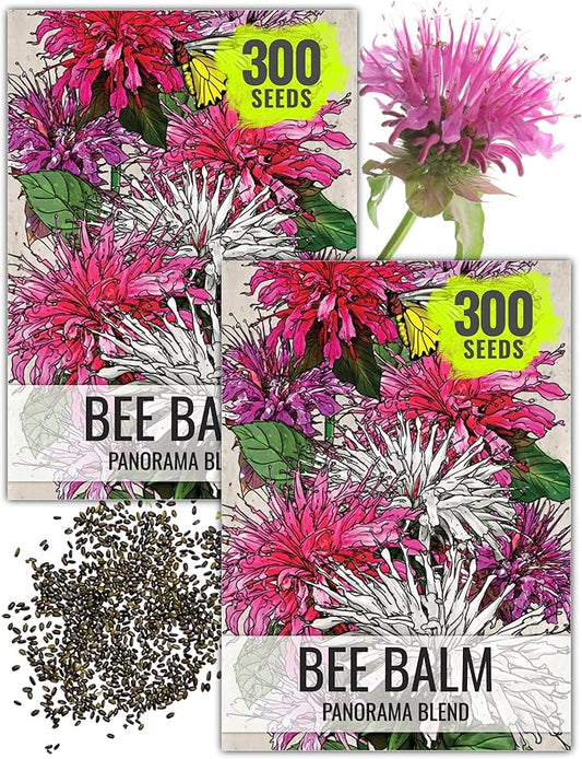 Seed Needs Panorama Mixed Bee Balm Seeds for Planting - Heirloom & Open Pollinated Perennial - Mixture of Colorful Flowers to Grow a Butterfly Garden (2 Packs)