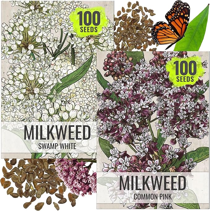 Seed Needs Milkweed Seeds for Planting Common Pink/Swamp White Asclepias Flowers - Heirloom Wildflowers to Attract Monarch Butterflies to a Butterfly Garden (2 Pack Duo)