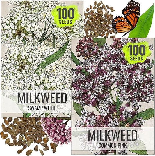 Seed Needs Milkweed Seeds for Planting Common Pink/Swamp White Asclepias Flowers - Heirloom Wildflowers to Attract Monarch Butterflies to a Butterfly Garden (2 Pack Duo)
