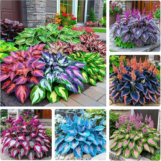 330+ Mixed Color Hosta Seeds for Planting - Shade-Tolerant Perennials, Dual Use for Ground Cover & Pots, Create Cool Shaded Gardens