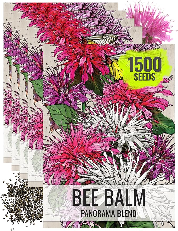 Seed Needs Panorama Mixed Bee Balm Seeds for Planting - Heirloom & Open Pollinated Perennial - Mixture of Colorful Flowers to Grow a Butterfly Garden (5 Packs)