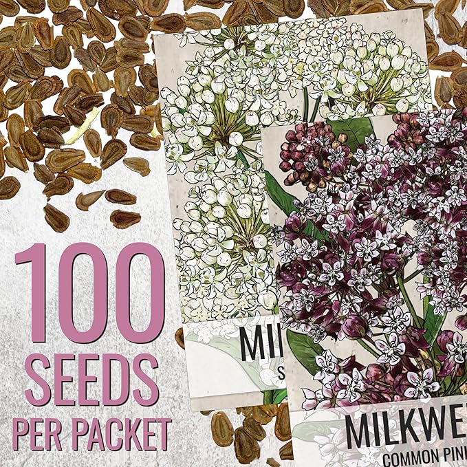 Seed Needs Milkweed Seeds for Planting Common Pink/Swamp White Asclepias Flowers - Heirloom Wildflowers to Attract Monarch Butterflies to a Butterfly Garden (2 Pack Duo)