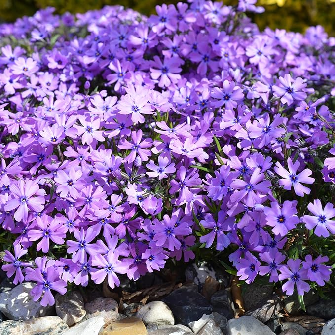 CarpetC 1000+ Creeping Phlox Seeds for Planting, Ground Cover Purple Flowers Star-Shaped Blooms, Phlox subulata Non-GMO Heirloom for Garden Borders Home Containers