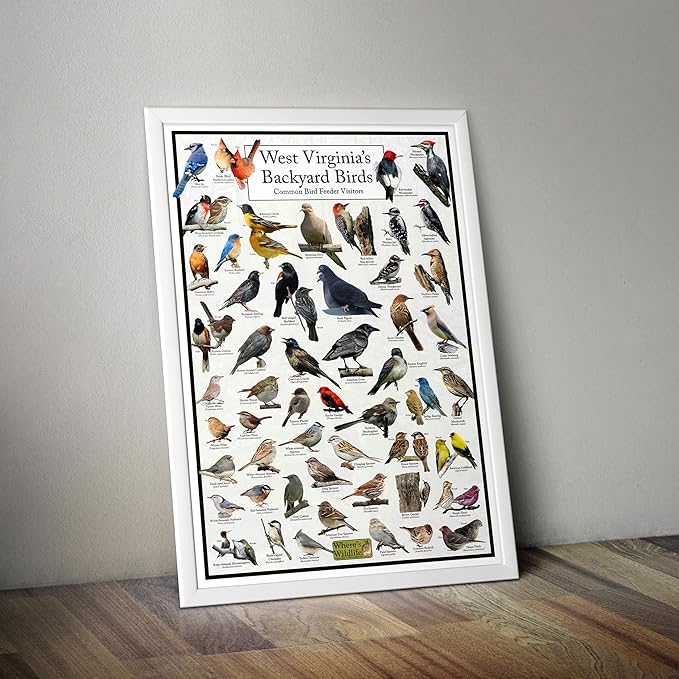 Where's Wildlife West Virginia's Backyard Birds Poster - West Virginia Bird Chart Highlighting Birds At Your Bird Feeder (24" x 36")