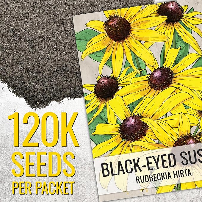 Seed Needs Black Eyed Susan Seeds for Planting | 120,000+ Seeds Rudbeckia Hirta Perennial Yellow Flowers | Bulk 1.4 Ounce Resealable Pouch | Black-Eyed Susan Garden Favorite