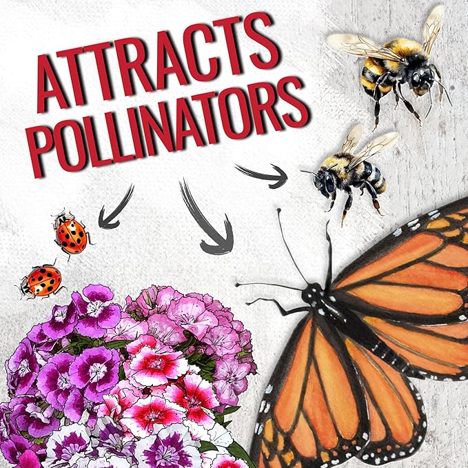 Seed Needs Sweet William Seeds for Planting Dianthus Flowers - Heirloom & Open Pollinated Annual Wildflower Seed Mix to Attract Butterflies, Bees & Other Pollinators to a Butterfly Garden (XL Pack)