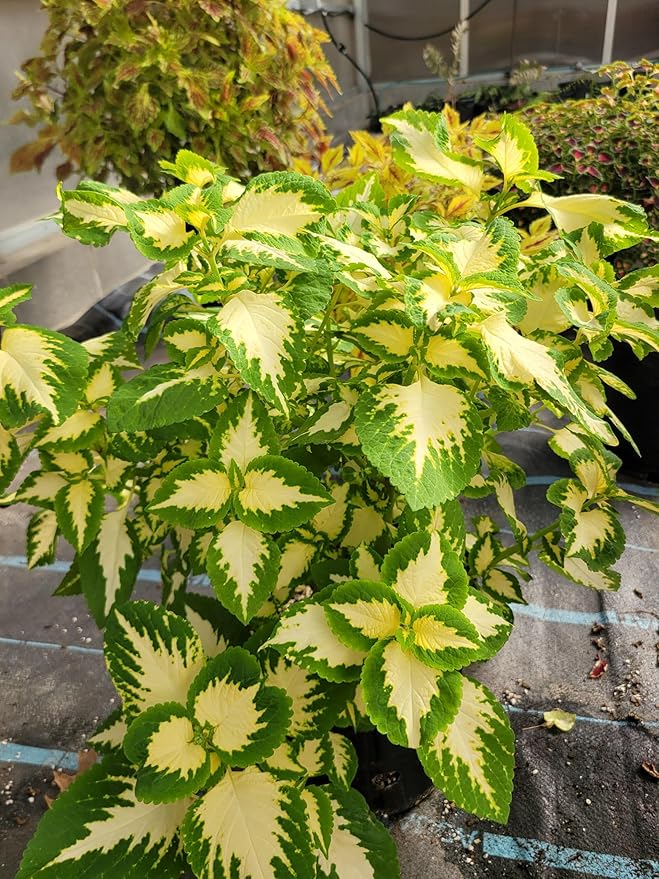 Park Seed Wizard Jade Coleus Seeds – Grow Your Own Vibrant Indoor or Outdoor Plants, Shade-Loving Annual, Cream and Green Foliage for Containers, Borders, or Garden Beds, Pack of 500