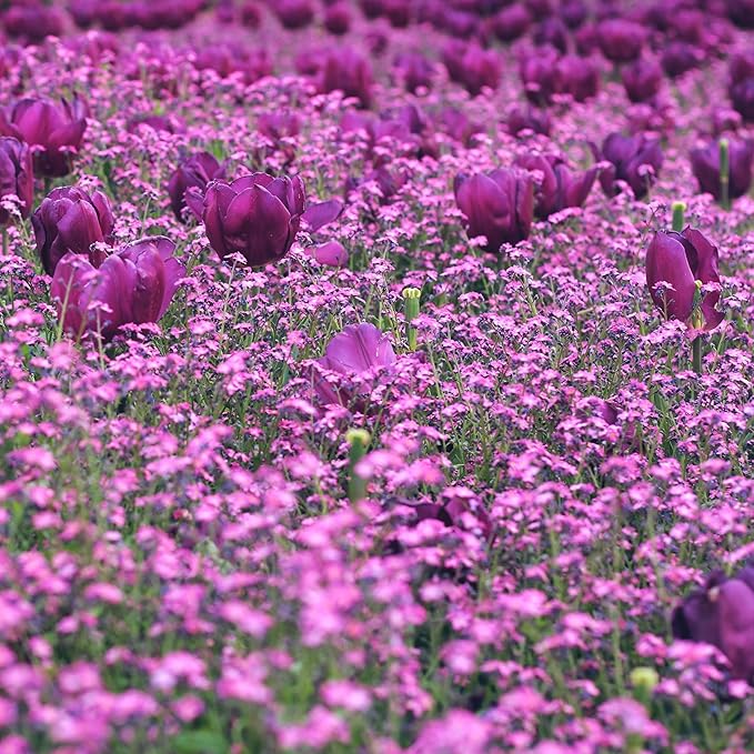 CarpetC 1000+ Creeping Phlox Seeds for Planting, Ground Cover Purple Flowers Star-Shaped Blooms, Phlox subulata Non-GMO Heirloom for Garden Borders Home Containers