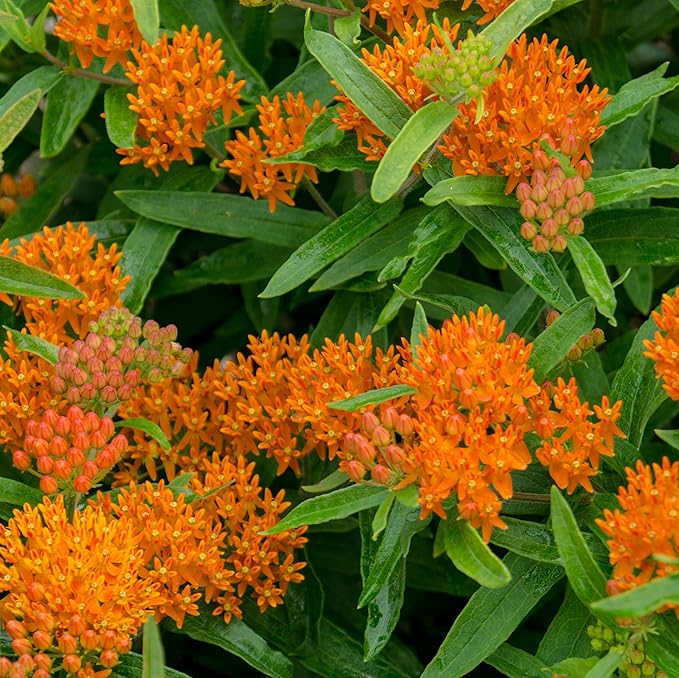The Old Farmer's Almanac Butterfly Milkweed Flower Seeds - Premium Non-GMO, Open Pollinated, USA Origin (1 Packet - 400 MG - Approx 40 Seeds)