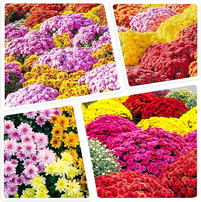 350+ USA PERMIUM Mums Chrysanthemum Seeds for Planting Outdoor-Hardy Chrysanthemum Flower Seeds Perennial Outdoor Ground Cover