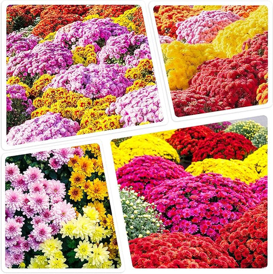 350+ USA PERMIUM Mums Chrysanthemum Seeds for Planting Outdoor-Hardy Chrysanthemum Flower Seeds Perennial Outdoor Ground Cover
