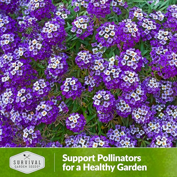 Alyssum Seeds for Planting - Sweet Royal Carpet Purple Variety - Fragrant Perennial Flower & Ground Cover - Heirloom Non-GMO - Survival Garden Seeds (1 Pack)