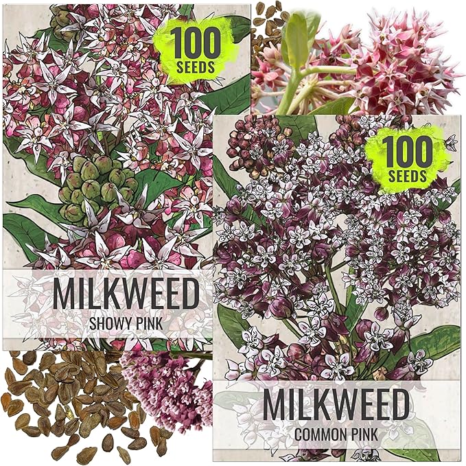 Seed Needs Milkweed Seeds for Planting Showy Pink/Common Pink Asclepias Flowers - Heirloom Wildflowers to Attract Monarch Butterflies to a Butterfly Garden (2 Pack Duo)