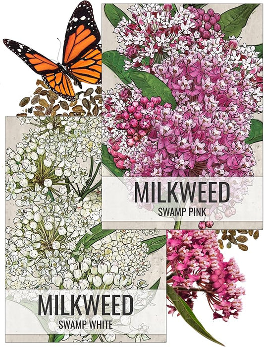 Seed Needs Milkweed Seeds for Planting Swamp Milk Weed (Asclepias Incarnata) White & Pink Seed Collection - Attract Monarch Butterflies by Growing a Butterfly Garden (2 Packs)