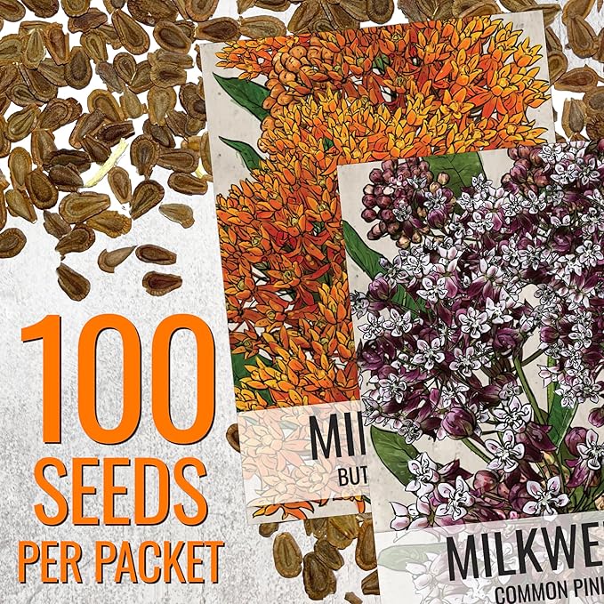 Seed Needs Milkweed Seeds for Planting Butterfly Orange/Common Pink Asclepias Flowers - Heirloom Wildflowers to Attract Monarch Butterflies to a Butterfly Garden (2 Pack Duo)