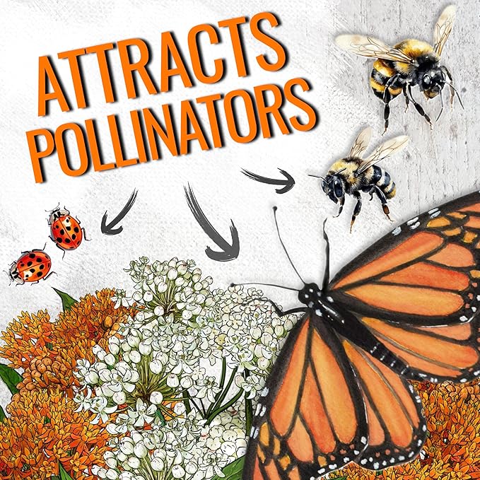 Seed Needs Milkweed Seeds for Planting Butterfly Orange/Swamp White Asclepias Flowers - Heirloom Wildflowers to Attract Monarch Butterflies to a Butterfly Garden (2 Pack Duo)