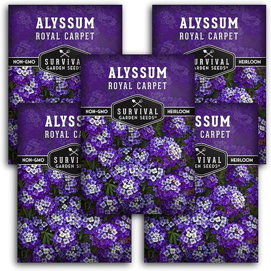 Alyssum Seeds for Planting - Sweet Royal Carpet Purple Variety - Fragrant Perennial Flower & Ground Cover - Heirloom Non-GMO - Survival Garden Seeds (5 Packs)