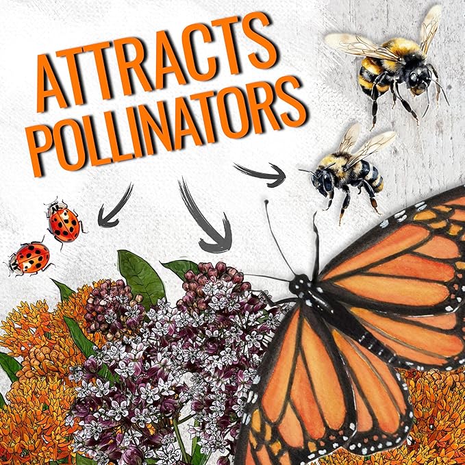 Seed Needs Milkweed Seeds for Planting Butterfly Orange/Common Pink Asclepias Flowers - Heirloom Wildflowers to Attract Monarch Butterflies to a Butterfly Garden (2 Pack Duo)